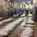 Tsukiji Market: Watching the Tuna Auction Successfully (plus Tips!)